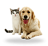 Animals/Pets
