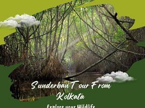 Visit The Wild With Sundarban Tour From Kolkata