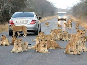 Gir National Park