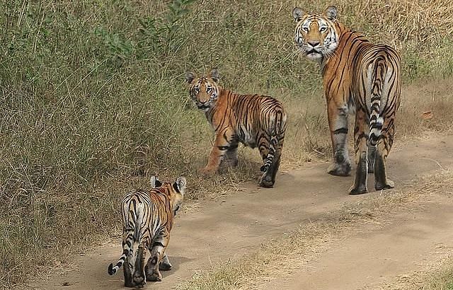 Gir National Park