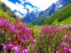 Valley Of Flowers Packages – Exotic Miles