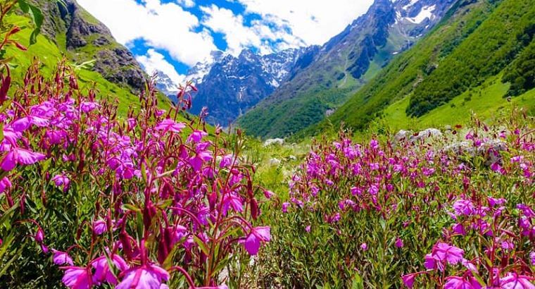 Valley Of Flowers Packages – Exotic Miles